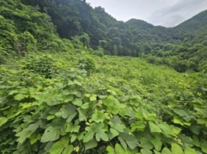충청북도 단양군 어상천면 율곡리 107 전 경매 사진 16