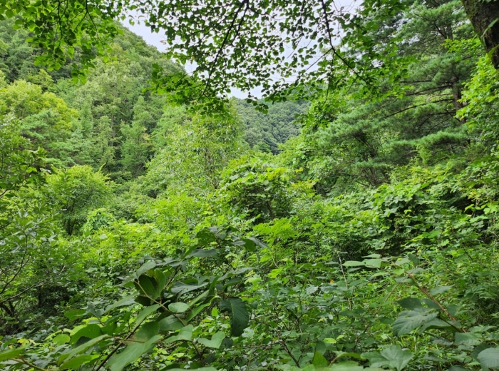 충청북도 단양군 어상천면 율곡리 107 전 경매 사진 21