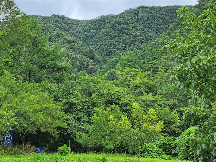 충청북도 단양군 어상천면 율곡리 107 전 경매 사진 22
