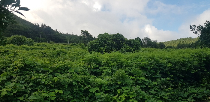 경상남도 남해군 창선면 율도리 700-3 외 1필지 전 경매 사진 4