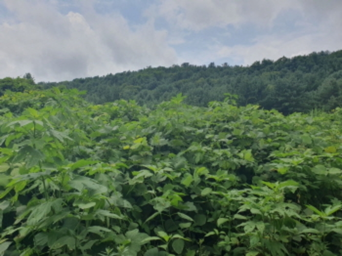 경기도 가평군 청평면 청평리 527-1 외 17필지 대지 경매 사진 2