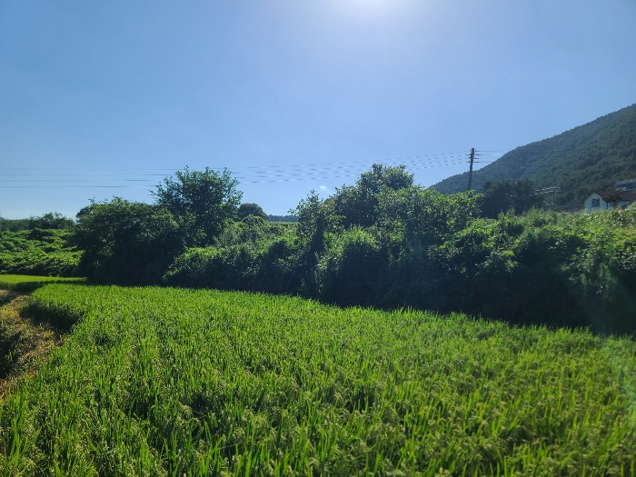 경상남도 고성군 거류면 신용리 1457 외 3필지 전 경매 사진 13