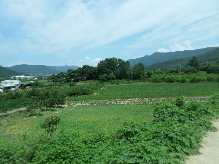 경상북도 청도군 금천면 신지리 35 외 10필지 답 경매 사진 29