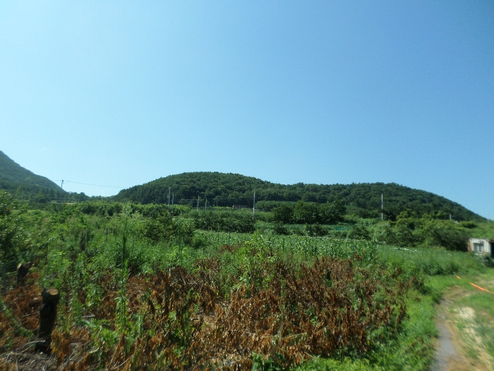 경상북도 청도군 금천면 신지리 35 외 10필지 답 경매 사진 33