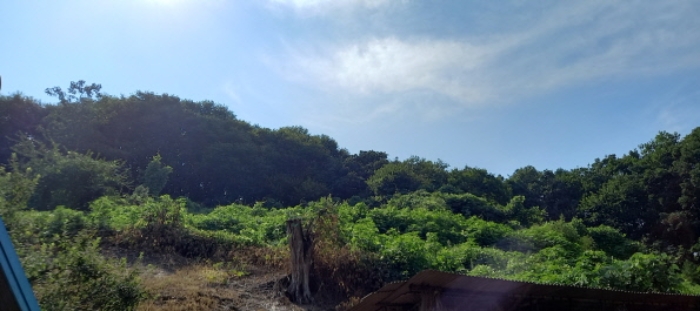 경기도 연천군 군남면 옥계리 산99 임야 경매 사진 12
