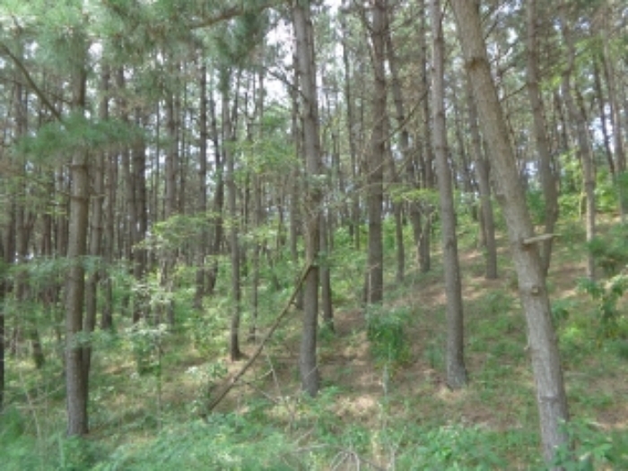 충청남도 태안군 원북면 신두리 산305-2 임야 경매 사진 55