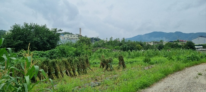 경기도 연천군 청산면 대전리 507-2 외 1필지 대지 경매 사진 11