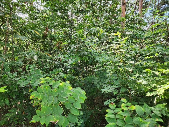 경상남도 하동군 옥종면 대곡리 614-6 전 경매 사진 15