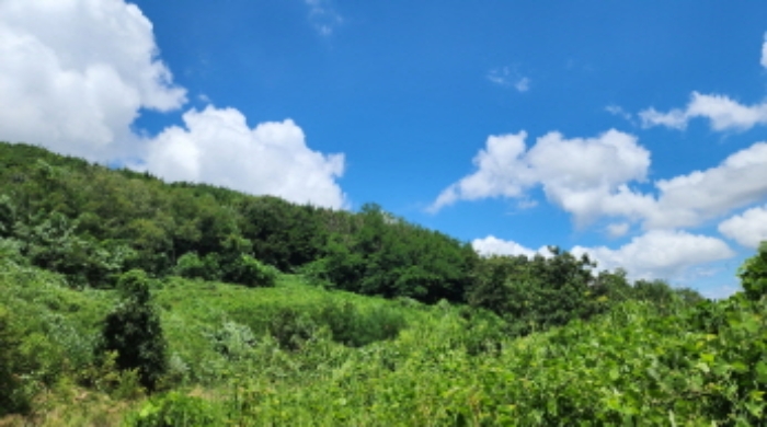 경상남도 양산시 주남동 925-50 외 9필지 임야 경매 사진 1