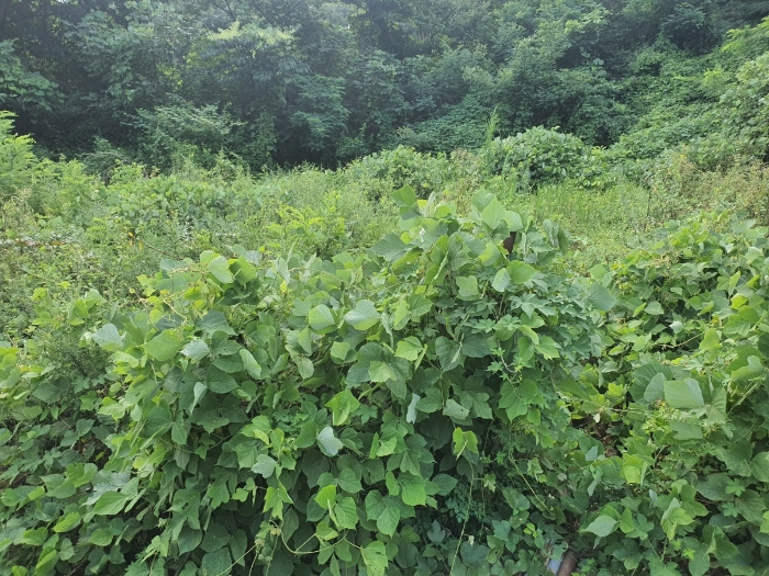 울산광역시 울주군 웅촌면 대대리 1421-1 외 2필지 답 경매 사진 9