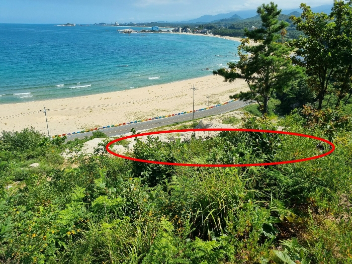 강원특별자치도 고성군 죽왕면 가진리 503-8 외 7필지 임야 경매 사진 17
