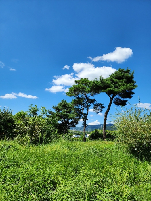 충청북도 충주시 산척면 송강리 1441-1 외 4필지 상가주택 경매 사진 48