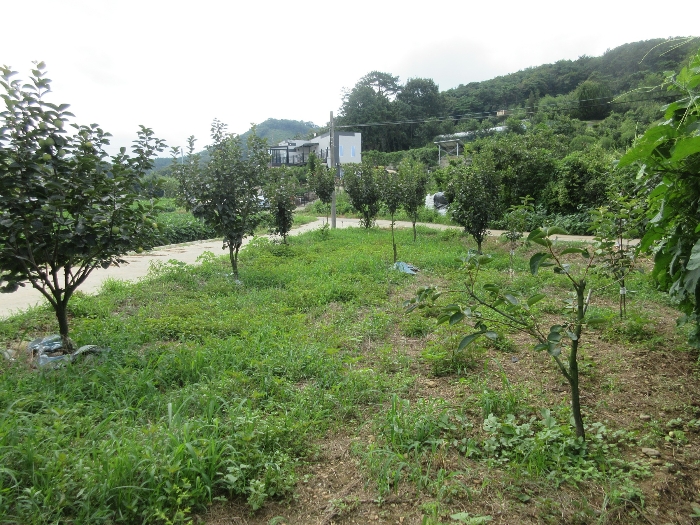 전라남도 장성군 황룡면 옥정리 산16 임야 경매 사진 4