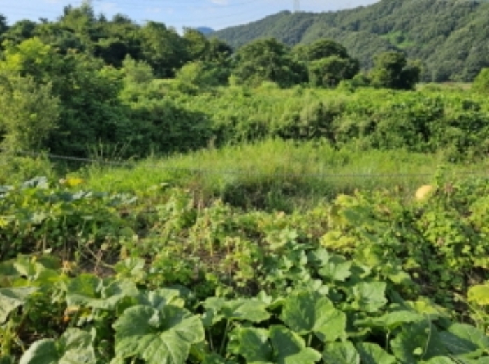 충청북도 충주시 앙성면 마련리 산1-9 외 4필지 임야 경매 사진 3
