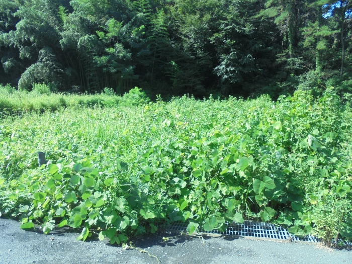 경상남도 김해시 외동 1058-5 외 35필지 답 경매 사진 77