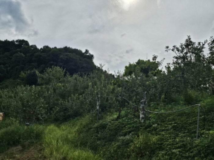 충청북도 충주시 가주동 산67-2 임야 경매 사진 1