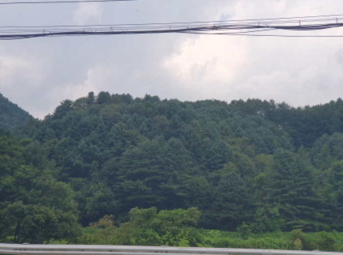 경기도 가평군 북면 도대리 산113 임야 경매 사진 11