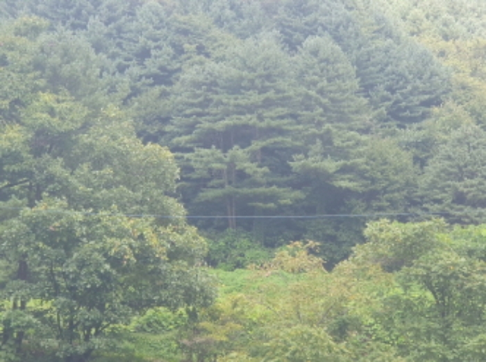 경기도 가평군 북면 도대리 산113 임야 경매 사진 13