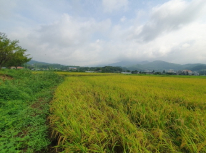 경기도 양평군 옥천면 신복리 1083-1 답 경매 사진 1