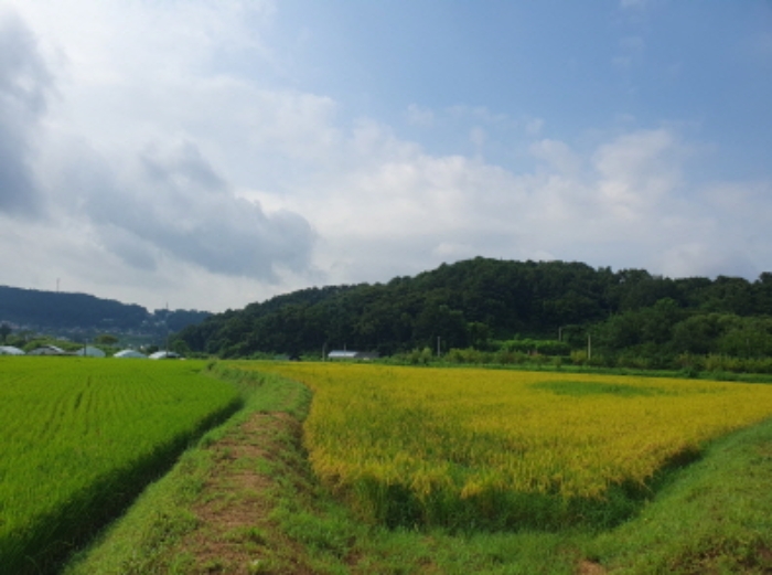 경기도 양평군 옥천면 신복리 1083-1 답 경매 사진 3