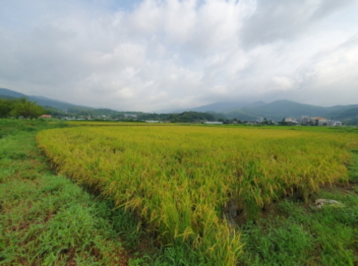 경기도 양평군 옥천면 신복리 1083-1 답 경매 사진 4