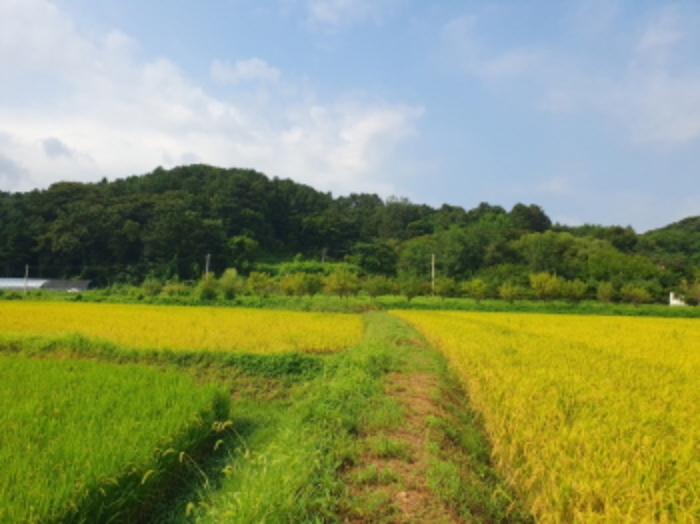 경기도 양평군 옥천면 신복리 1083-1 답 경매 사진 5