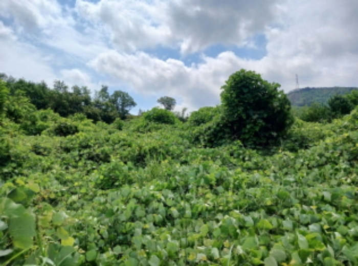 충청남도 서산시 운산면 고산리 333-3 외 52필지 대지 경매 사진 4