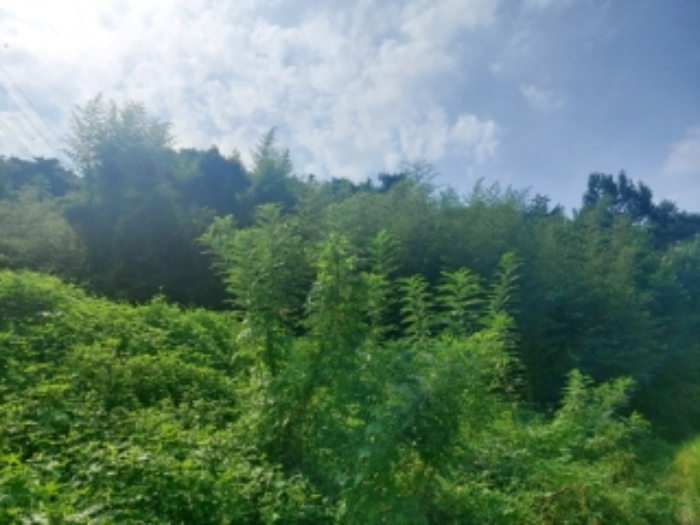 충청남도 당진시 송산면 금암리 481-2 외 3필지 대지 경매 사진 18