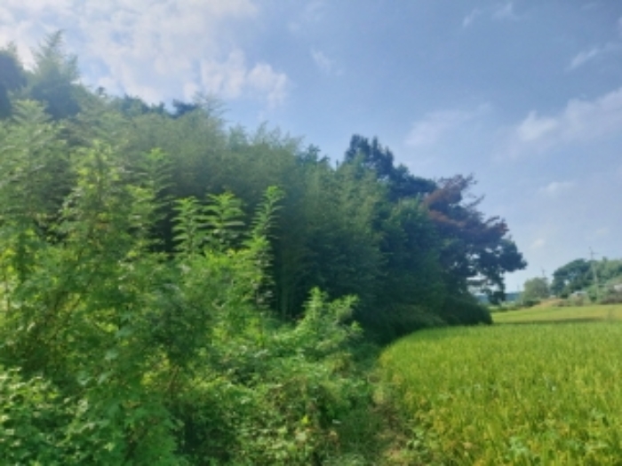 충청남도 당진시 송산면 금암리 481-2 외 3필지 대지 경매 사진 19