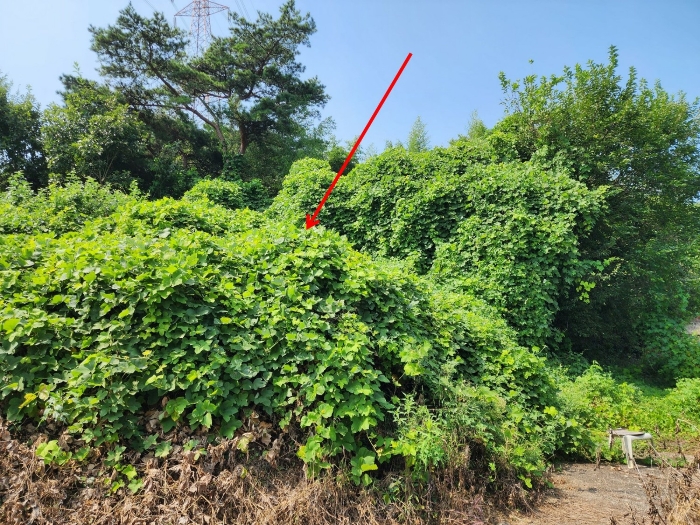 충청남도 당진시 송산면 금암리 481-2 외 3필지 대지 경매 사진 29