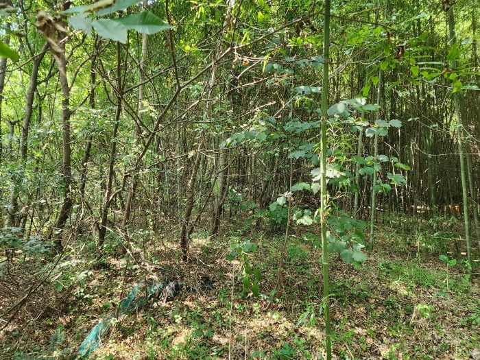 충청남도 당진시 송산면 금암리 481-2 외 3필지 대지 경매 사진 34