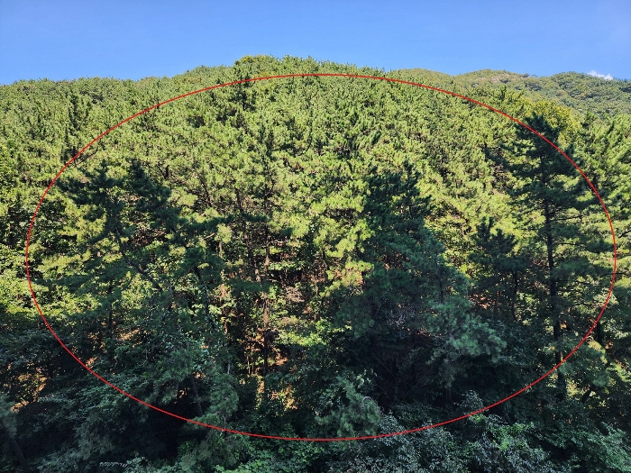 부산광역시 사상구 학장동 산114-1 임야 경매 사진 13