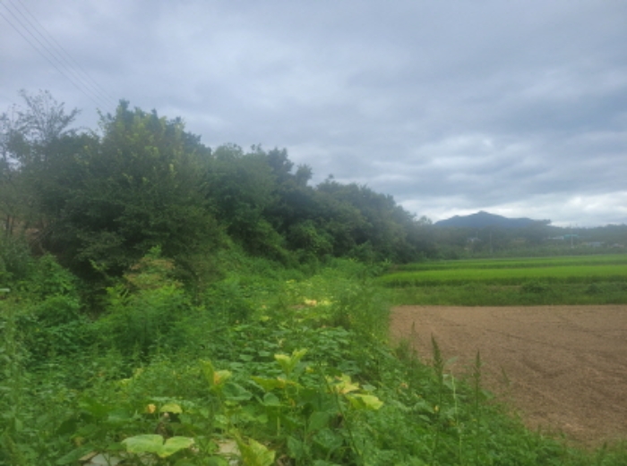 경상북도 영천시 화산면 대안리 983-2 외 6필지 창고용지 경매 사진 1
