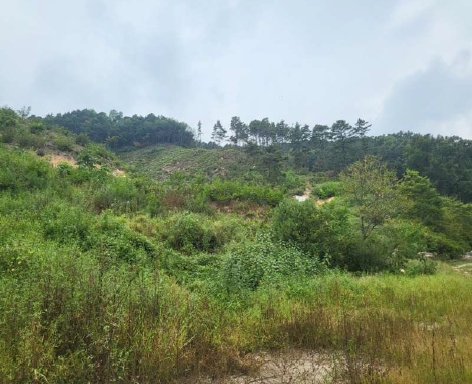 충청북도 보은군 보은읍 강산리 44-4 외 5필지 의료시설 경매 사진 6