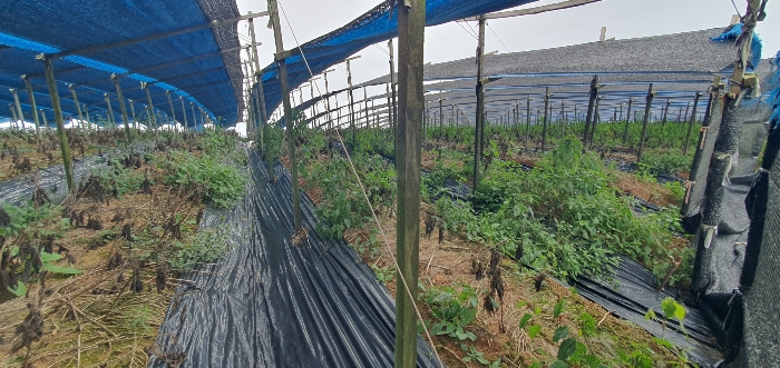 충청남도 당진시 신평면 상오리 687-10 외 7필지 동물및식물관련시설 경매 사진 68