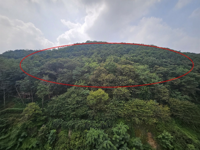 경기도 김포시 사우동 산44 임야 경매 사진 23