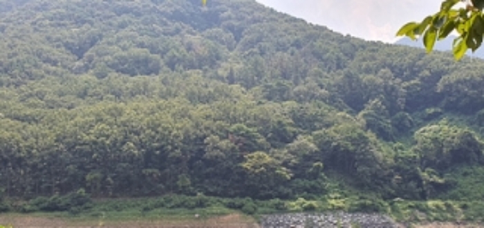 경상남도 김해시 진례면 신안리 산166-5 임야 경매 사진 5