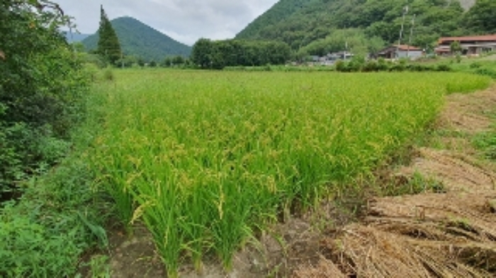 경상남도 창원시 마산합포구 진전면 고사리 142 답 경매 사진 2