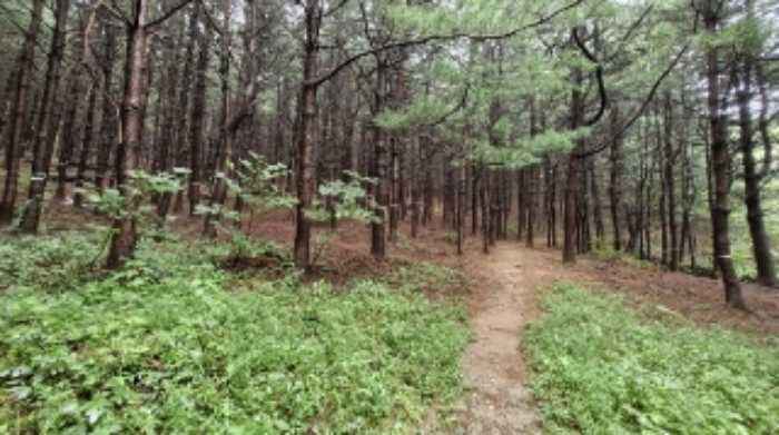 경기도 군포시 산본동 산105 임야 경매 사진 2