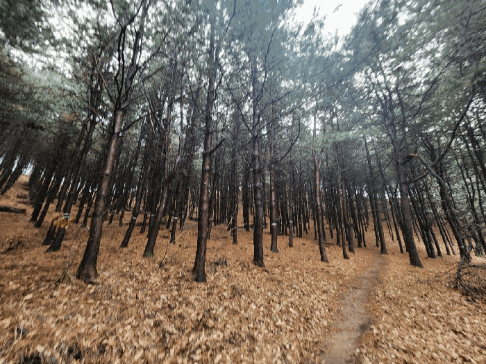 경기도 군포시 산본동 산105 임야 경매 사진 12