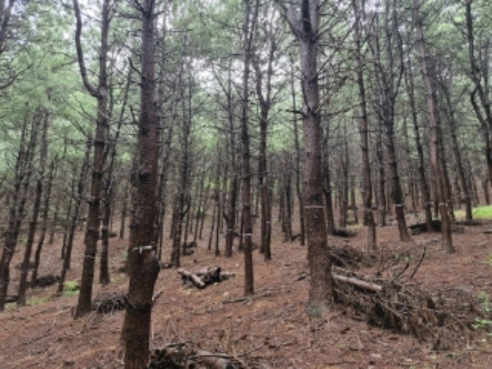 경기도 군포시 산본동 산105 임야 경매 사진 9
