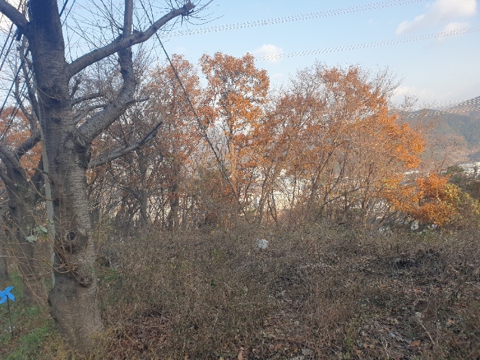 부산광역시 기장군 정관읍 달산리 산24-2 임야 경매 사진 3