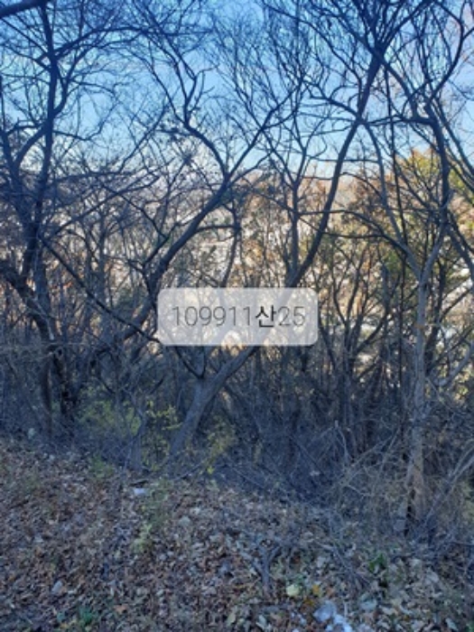 부산광역시 기장군 정관읍 달산리 산25 임야 경매 사진 1