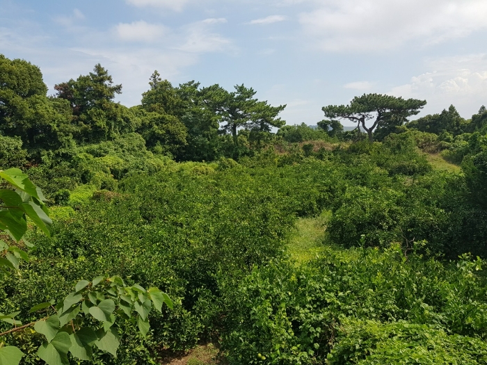 제주특별자치도 서귀포시 성산읍 고성리 2387-1 외 8필지 과수원 경매 사진 37