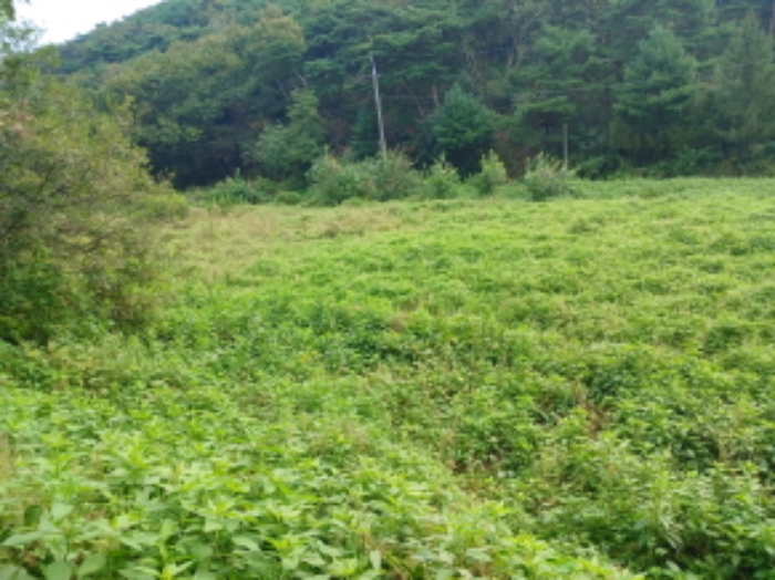 충청남도 당진시 정미면 대운산리 565-2 외 4필지 창고시설 경매 사진 12