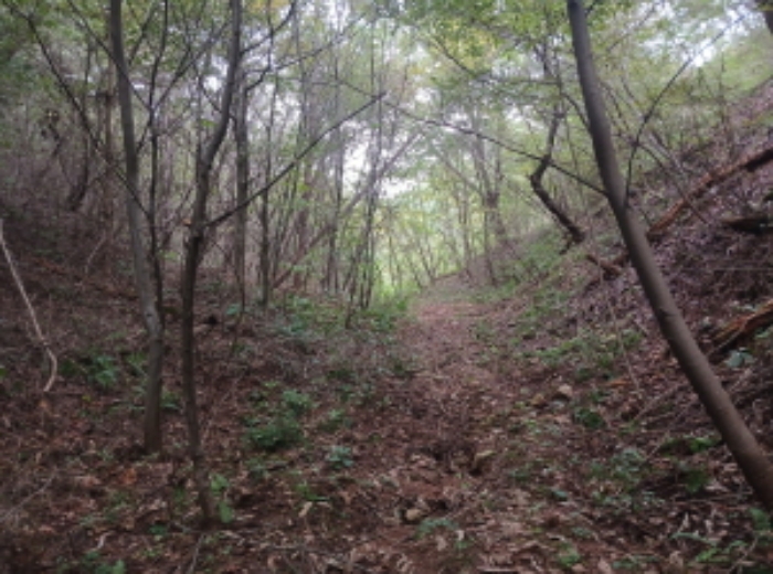 충청남도 당진시 대호지면 송전리 산81-2 임야 경매 사진 13