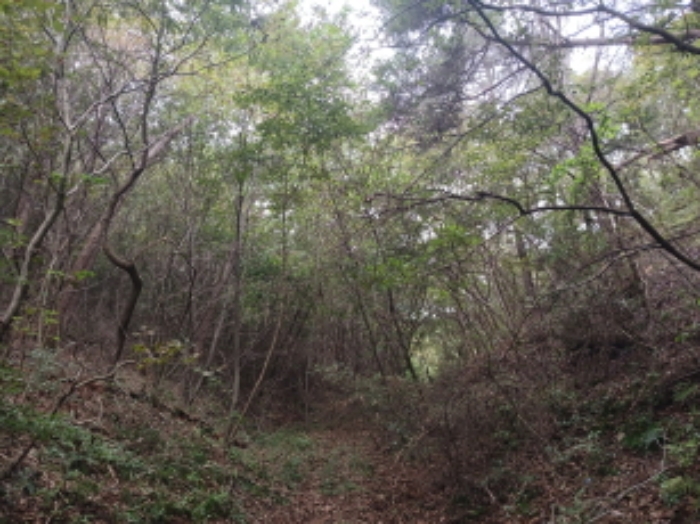 충청남도 당진시 대호지면 송전리 산81-2 임야 경매 사진 16