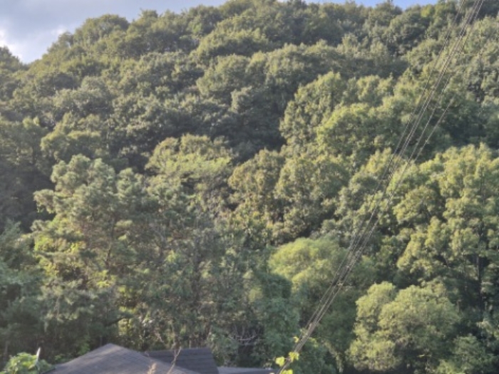 경기도 양평군 개군면 공세리 17-3 전 경매 사진 12