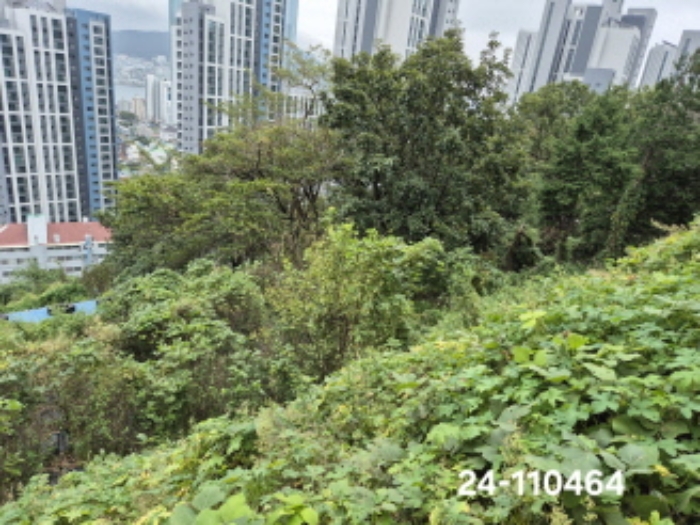부산광역시 서구 암남동 산61-3 외 2필지 임야 경매 사진 4