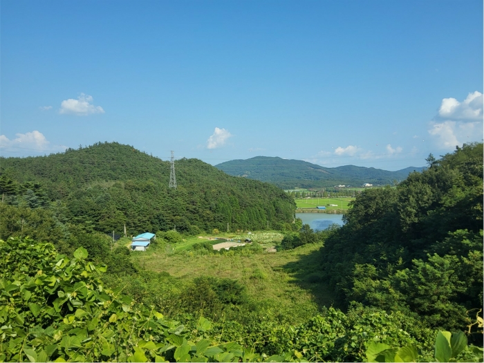 전라남도 보성군 미력면 도개리 822 외 1필지 전 경매 사진 13